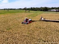 Stok Beras RI Tembus 3 Juta Ton, Tertinggi dalam 20 Tahun