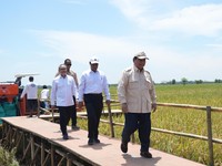 Ditemani Zulhas dan Amran, Prabowo Subianto Panen Raya Padi
