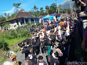 Melihat Tradisi Arak-arakan Sapi Saat Syawalan di Boyolali