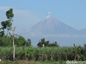 Semeru Erupsi 3 Kali Pagi Ini, Luncurkan Abu Vulkanik Setinggi 600 Meter