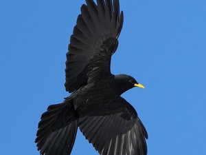 12 Burung yang Bisa Terbang Paling Tinggi di Dunia, Sampai Melintasi Everest