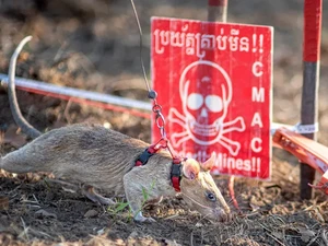 Tikus Ini Bukan Sembarang Tikus