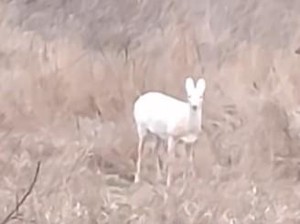 Momen Langka Satu Keluarga Bertemu dengan Rusa Putih di Jalan Pulang