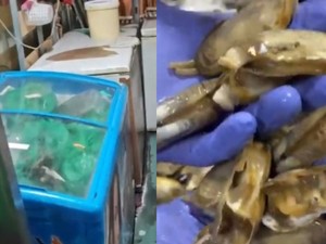 Kacau! Restoran Ini Ditutup Karena Simpan 300 Kg Daging Busuk