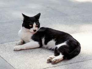 12 Tips Mengadopsi Kucing Liar, Perlu Diperhatikan Sebelum Merawatnya di Rumah
