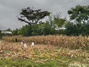 Harga Jagung di Bima Anjlok, Pabrik Enggan Beli Sesuai HPP Rp 5.500 per Kg