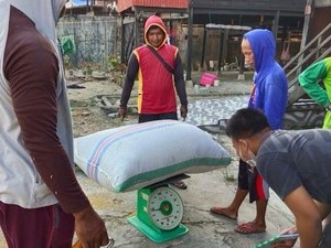 Petani di Pinrang Keluhkan Harga Gabah di Bawah HPP Rp 6.500