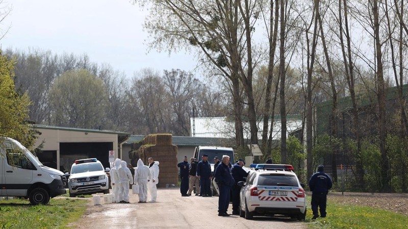 Penyemprotan disinfektan saat wabah penyakit kaki dan mulut merebak di perbatasan Austria-Hongaria, di Nickelsdorf, Austria, 10 April 2025. (REUTERS/Bernadett Szabo)