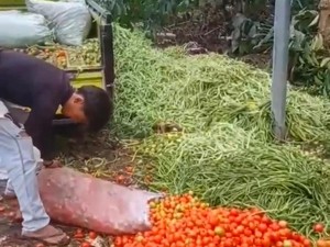 Buncis hingga Tomat Dihargai Rp 500/Kg, Petani Bengkulu Gelar Aksi Protes