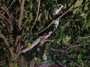 Sanca 4 Meter Kepergok Nangkring di Pohon, Berontak Saat Dievakuasi