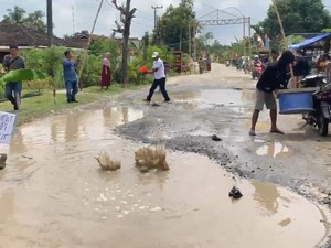 Tagih Janji Bupati, Warga Lampung Selatan Tabur Ikan Lele di Jalan Rusak