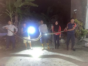 Ular Piton 5 Meter di Lutim Hendak Telan 2 Ayam Dalam Kandang Dievakuasi