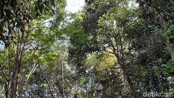 Hutan Pendidikan Universitas Mulawarman: Profil dan Perannya dalam Konservasi