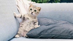 Kenapa Kucing Mencakar Sofa? Ini 7 Alasan dan Cara Mencegahnya