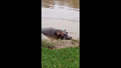 Puluhan Kuda Nil Mati Mengambang di Kongo, Ada Apa?
