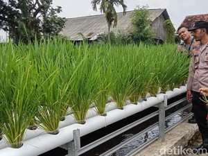 Polres Pasuruan Genjot Ketahanan Pangan dengan Hidroponik dan Kolam Lele