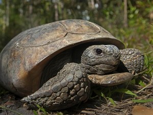 Populasi Kura-kura Gopher di Taman Florida Tetiba Melonjak, Imbas Badai Helene