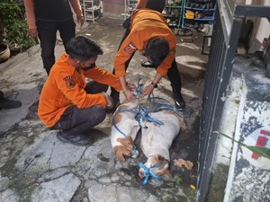 7 Fakta Pilu Warga Surabaya Meninggal dan Jasadnya Digigit Anjing Peliharaan