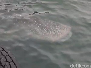Hiu Tutul Muncul di Perairan Lamongan Jadi Indikator Baik Ekosistem Laut