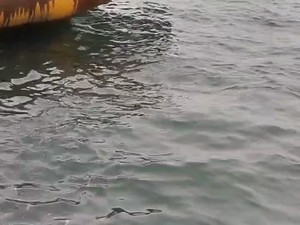Kemunculan Hiu Tutul di Pantura Lamongan Terekam Warga