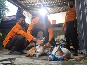 TBC Sebabkan Kematian Yohanes Lalu Jasadnya Digigit Anjing Peliharaan