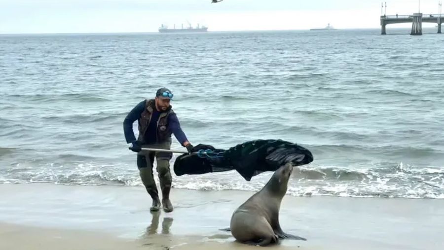 Serangan singa laut. (Tangkapan Layar Pusat Perawatan Mamalia Laut di Los Angeles)