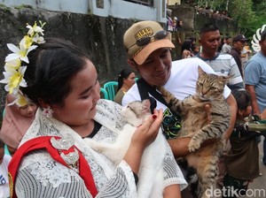 Meriahnya Ulang Tahun 3 Kucing di Banyuwangi, Diarak-Undang Biduan Dangdut