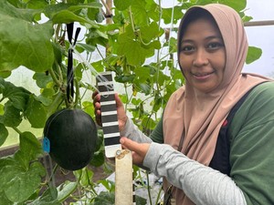 Calon Doktor UB Temukan Melon Hitam