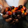 Kabar Baru! China Mau Investasi Teknologi Sawit Terkini Rp149 T di RI