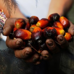 Kabar Baru! China Mau Investasi Teknologi Sawit Terkini Rp149 T di RI