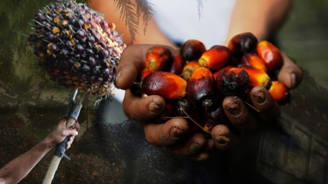 Kabar Baru! China Mau Investasi Teknologi Sawit Terkini Rp149 T di RI