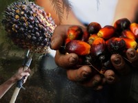 Kabar Baru! China Mau Investasi Teknologi Sawit Terkini Rp149 T di RI
