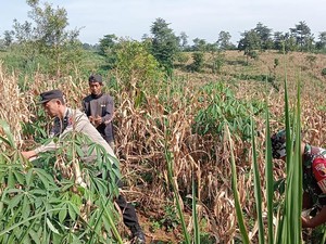 Bhabinkamtibmas Jadi Motor Penggerak Ketahanan Pangan di Pasuruan