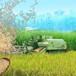 5 Daerah Lumbung Padi di Indonesia, Jawa Jadi Raja