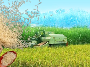 5 Daerah Lumbung Padi di Indonesia, Jawa Jadi Raja