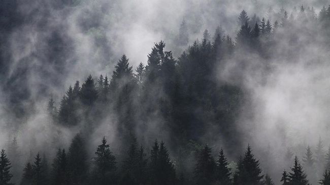 Fenomena "Hutan Hantu" Bermunculan di Amerika, Ini Sebabnya