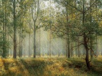 Peneliti Temukan Jadwal Kiamat dari Sebatang Pohon