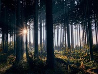 Kiamat Makin Dekat Tandanya Terlihat di Batang Pohon