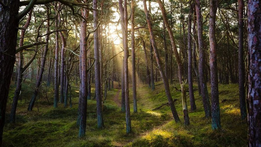 Hutan. (Dok. Pixabay)