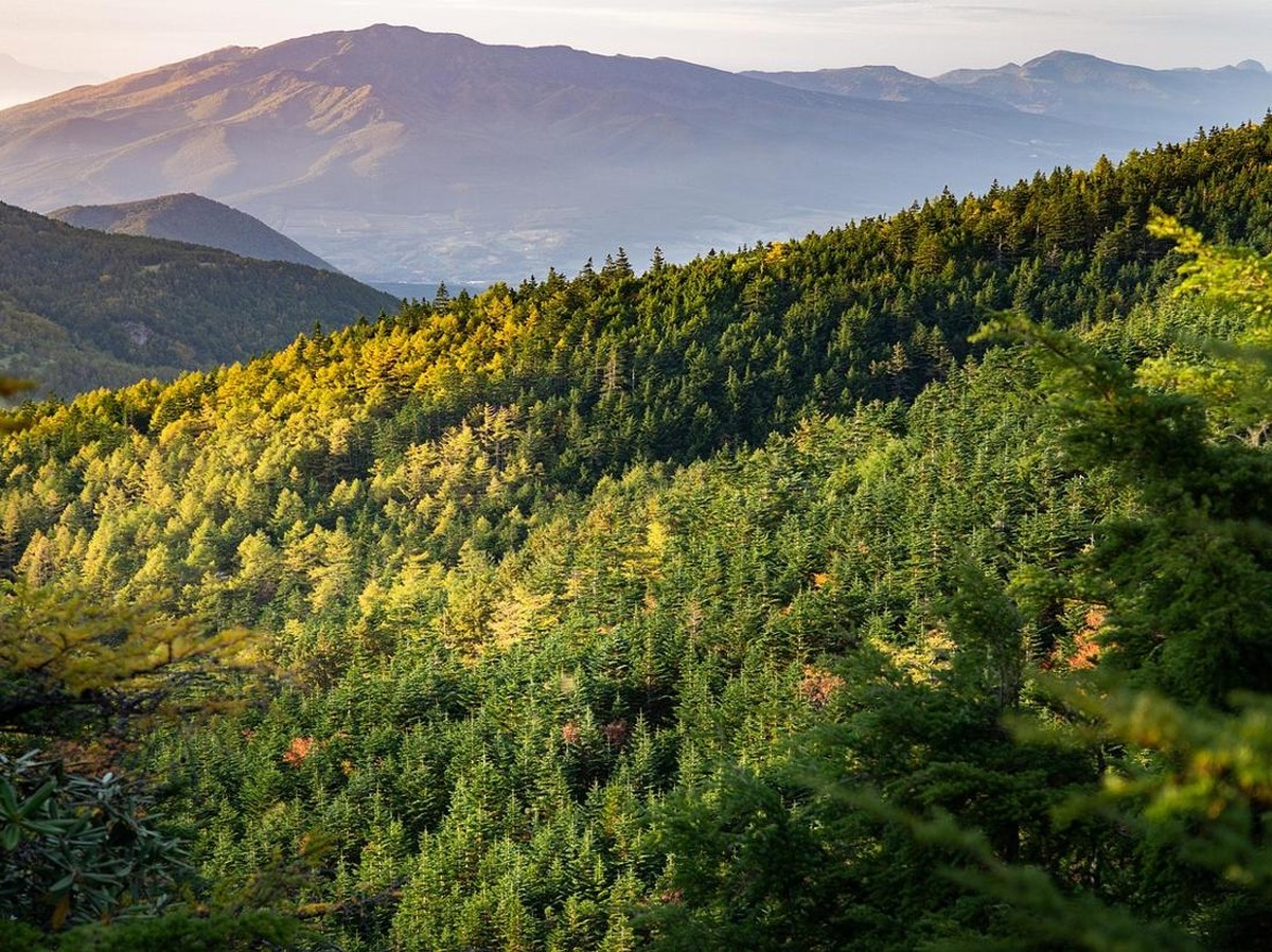 Perubahan Iklim Picu Kepunahan Masal dan Evolusi Baru Kucing Setelah Manusia