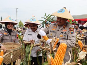 Dukung Swasembada, Polres Grobogan Panen Jagung di Lahan 247 Hektare