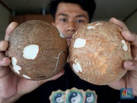 Gila! Harga Kelapa Parut di Pasar Tembus Rp 25.000, Pedagang Teriak