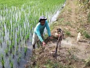 Petani Musi Rawas Aktifkan Fumigasi Basmi Hama Tikus