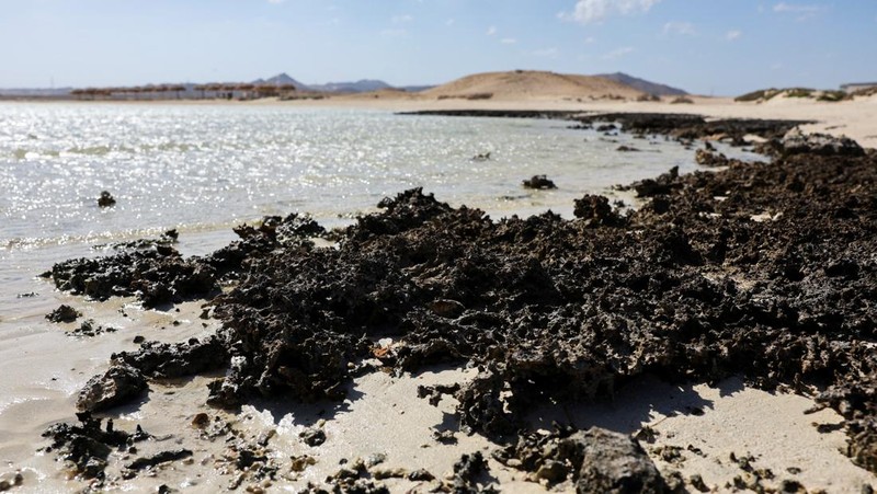 Pemandangan tanda yang dikelilingi penghalang yang terbuat dari tongkat kayu di depan pantai Ras Hankorab di Taman Nasional Wadi el-Gemal, rumah bagi salah satu ekosistem laut terakhir yang masih alami di negara ini dengan air sebening kristal dan pasir putih, di pantai Laut Merah Mesir selatan di Marsa Alam, Mesir 23 Maret 2025. (REUTERS/Stringer)