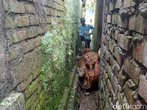 Momen Damkar Susah Payah Evakuasi Sapi di Sela Rumah Warga Lamongan