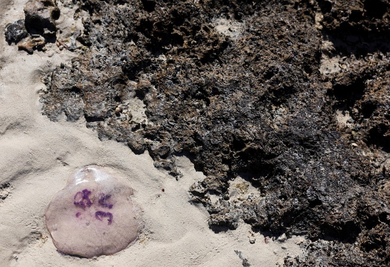 Pemandangan tanda yang dikelilingi penghalang yang terbuat dari tongkat kayu di depan pantai Ras Hankorab di Taman Nasional Wadi el-Gemal, rumah bagi salah satu ekosistem laut terakhir yang masih alami di negara ini dengan air sebening kristal dan pasir putih, di pantai Laut Merah Mesir selatan di Marsa Alam, Mesir 23 Maret 2025. (REUTERS/Stringer)