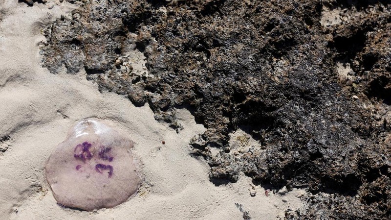Pemandangan tanda yang dikelilingi penghalang yang terbuat dari tongkat kayu di depan pantai Ras Hankorab di Taman Nasional Wadi el-Gemal, rumah bagi salah satu ekosistem laut terakhir yang masih alami di negara ini dengan air sebening kristal dan pasir putih, di pantai Laut Merah Mesir selatan di Marsa Alam, Mesir 23 Maret 2025. (REUTERS/Stringer)