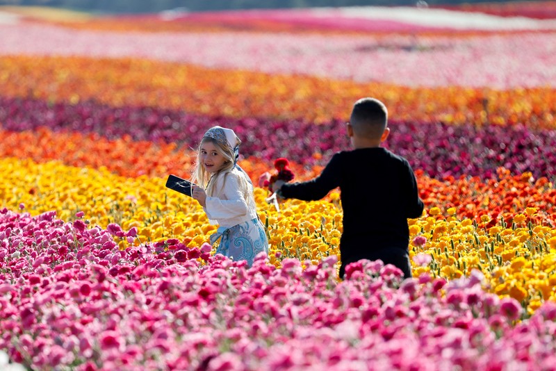 Pemandangan drone menunjukkan orang-orang berjalan di sepanjang deretan bunga buttercup, di sebuah ladang dekat perbatasan Israel-Gaza, di Israel selatan, 16 April 2025. (REUTERS/Ilan Rosenberg)
