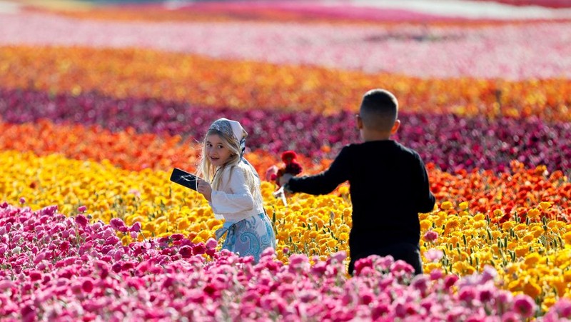 Pemandangan drone menunjukkan orang-orang berjalan di sepanjang deretan bunga buttercup, di sebuah ladang dekat perbatasan Israel-Gaza, di Israel selatan, 16 April 2025. (REUTERS/Ilan Rosenberg)