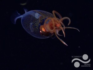 Cumi Raksasa yang Bisa Capai 14 Meter Tertangkap Kamera Pertama Kali Setelah 1 Abad